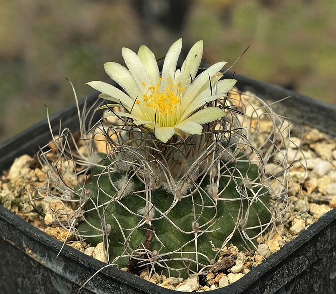 Fájl:K. pseudomacrochele krainzianus.SzJ 05.jpg