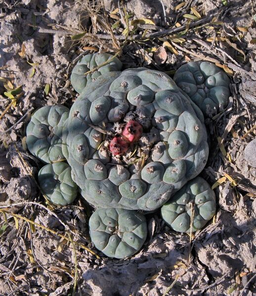 Fájl:Lophophora koehresii-002.jpg