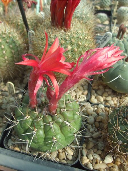 Fájl:Matucana ritteri-002.jpg