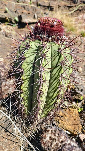 Fájl:Melocactus ferreophilus.RZ-01.jpg