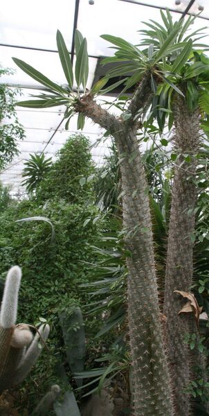 Fájl:Pachypodium lamerei-001.jpg