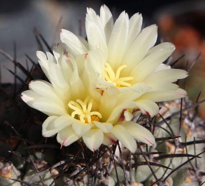 Fájl:Strombocactus corregidorae-004.jpg