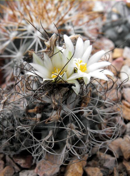 Fájl:Turbinicarpus pseudomacrochele krainzianus-000.jpg