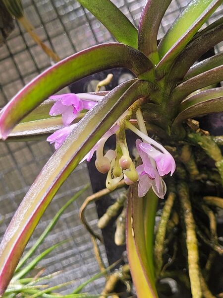 Fájl:Vanda pusilla.VZS 01.jpg