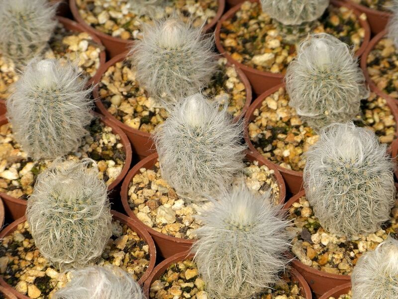 Fájl:Echinocereus canus.SzJ-01.jpg