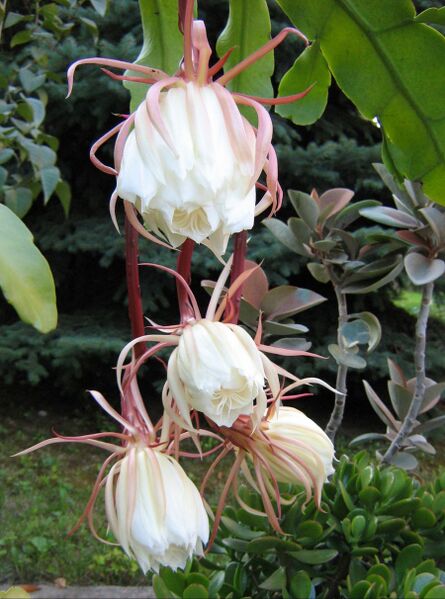 Fájl:Epiphyllum oxypetalum-000.jpg