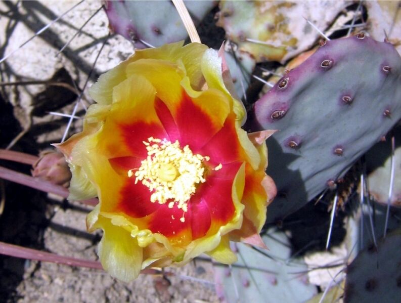 Fájl:Opuntia macrocentra-1.jpg
