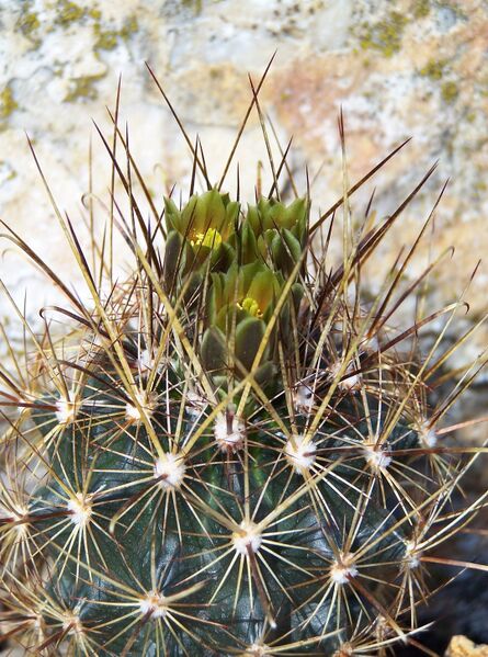Fájl:Sclerocactus scheeri-0.jpg