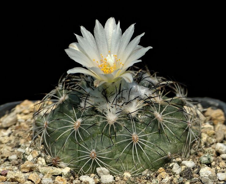 Fájl:T. saueri MZ1204.SzJ 03.jpg