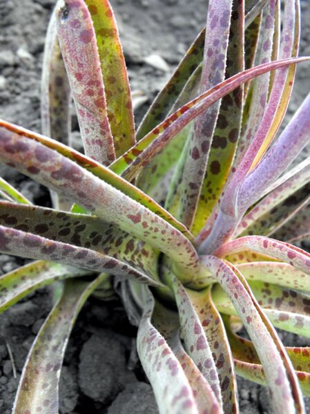 Fájl:Agave maculosa-001.jpg