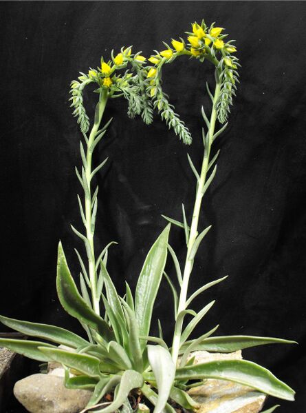 Fájl:Echeveria lutea-000.jpg