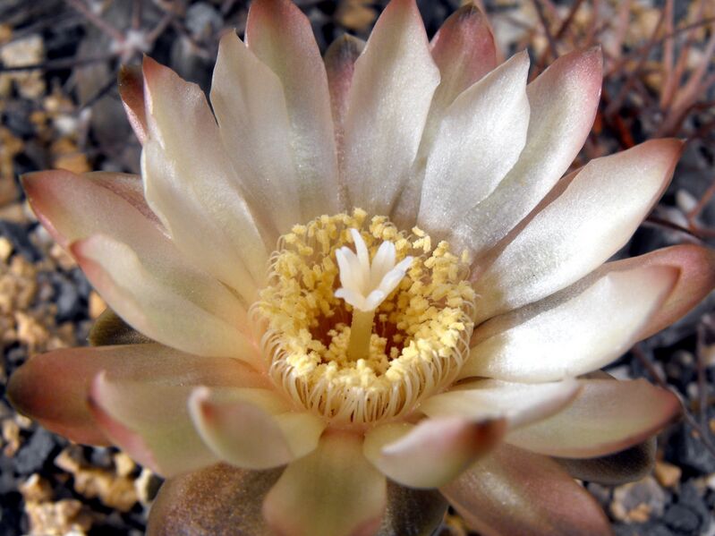 Fájl:Gymnocalycium uebelmannianum-001.jpg