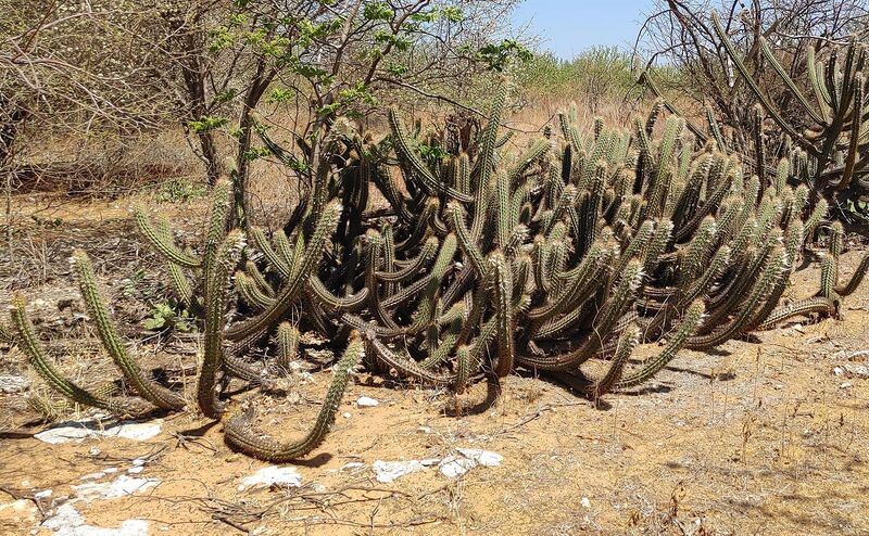 Fájl:Pilosocereus gounellei subsp. gounellei.Rigi 01.jpg