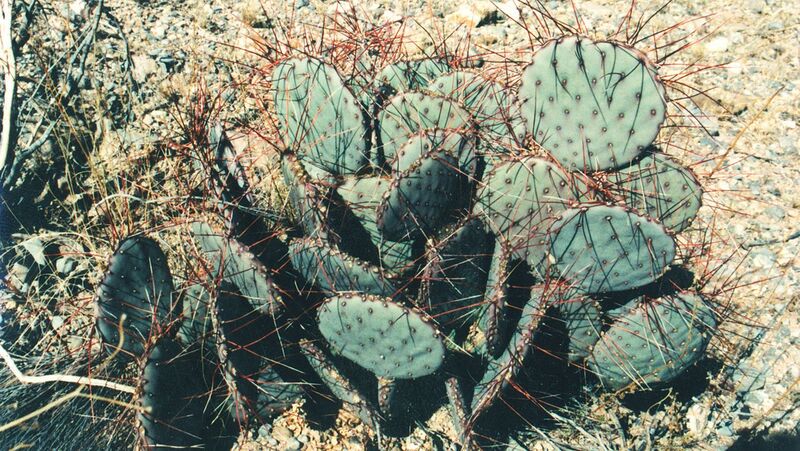 Fájl:Pozsgáslap 043-001.jpg