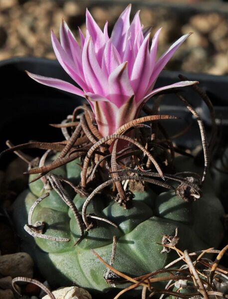 Fájl:Turbinicarpus schmiedickeanus rubriflorus-000.jpg