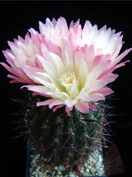 Fájl:Eriosyce chilensis-001.jpg