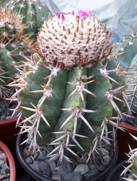 Fájl:Melocactus lemairei BJ 01.jpg