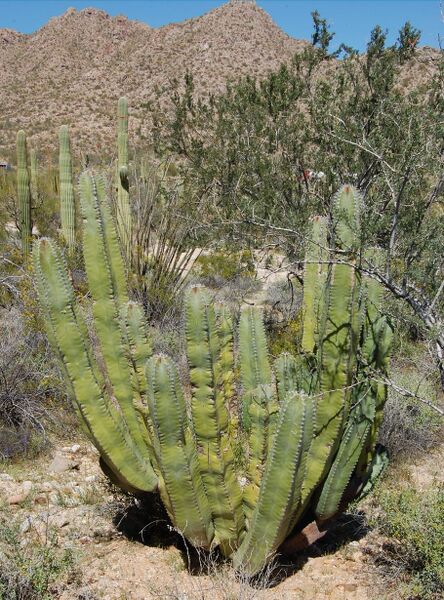 Fájl:Pachycereus schottii 02-0.jpg