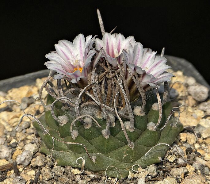 Fájl:Turbinicarpus sanchezi-mejoradae GM1018.SzJ 01.jpg