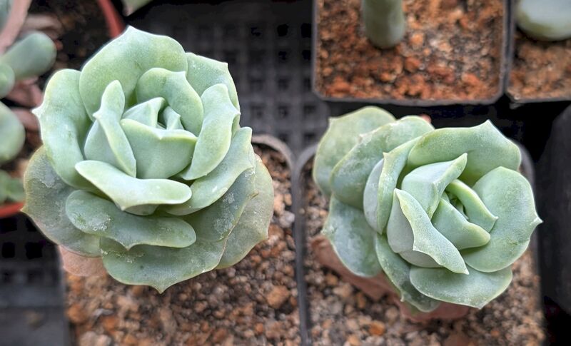Fájl:×Graptoveria 'Lovely Rose' gyz 3.jpg