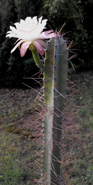 Fájl:Cereus validus-1.jpg