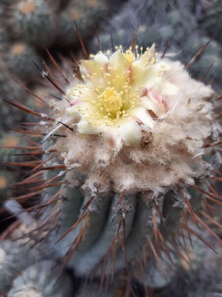 Fájl:Copiapoa cinerea subsp. columna-alba.HL 03.jpg