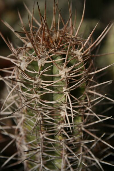 Fájl:Copiapoa solaris.HL 01.jpg