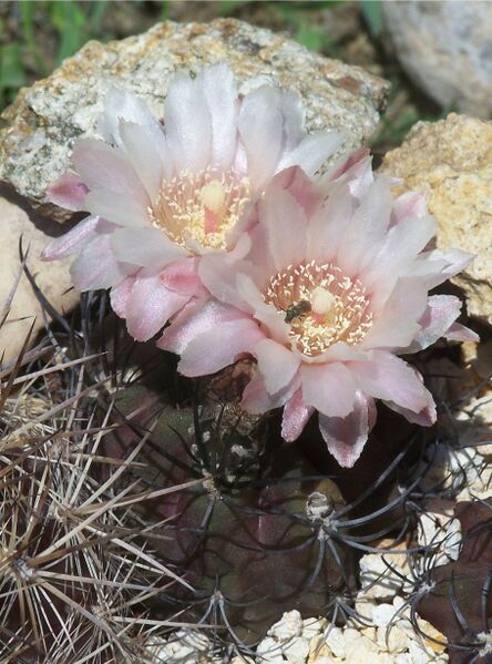 Fájl:Eriosyce taltalensis taltalensis 2-000.jpg