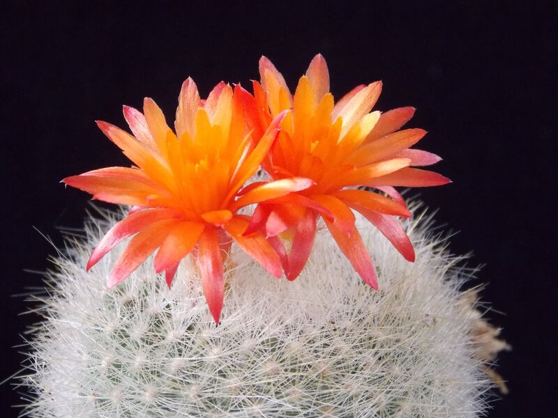 Fájl:Parodia haselbergii subsp. haselbergii.JCs 01.jpg