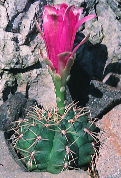 Fájl:Pozsgáslap 084-001.jpg