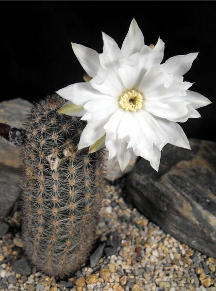 Fájl:Pygmaeocereus bylesianus 02-000.jpg