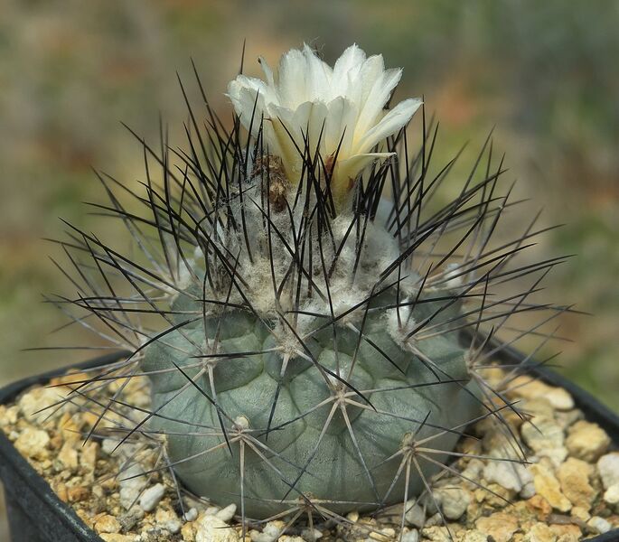 Fájl:Turbinicarpus gielsdorfianus.SzJ 02.jpg