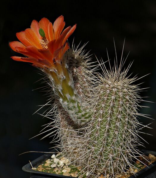 Fájl:Echinocereus huitcholensis MAO-233.Szj 01.jpg