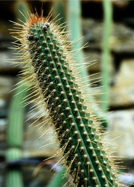 Fájl:Cleistocactus buchtienii-002.jpg