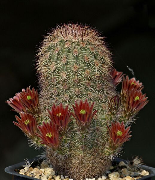 Fájl:Echinocereus russanthus MAO-291.SzJ 01.jpg
