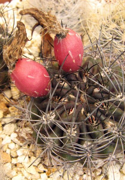 Fájl:Eriosyce taltalensis taltalensis 1-001.jpg