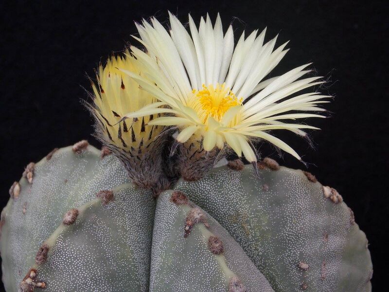 Fájl:Astrophytum myriostigma.JCs 02.jpg