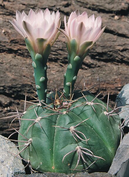 Fájl:Pozsgáslap 066-001.jpg