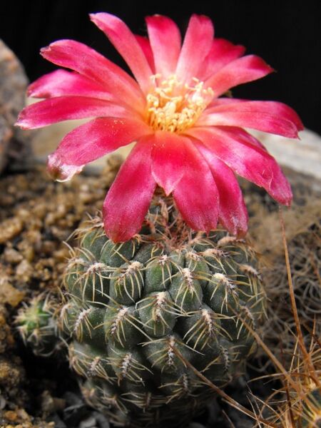 Fájl:Rebutia mentosa markusii-1.jpg
