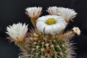 1.