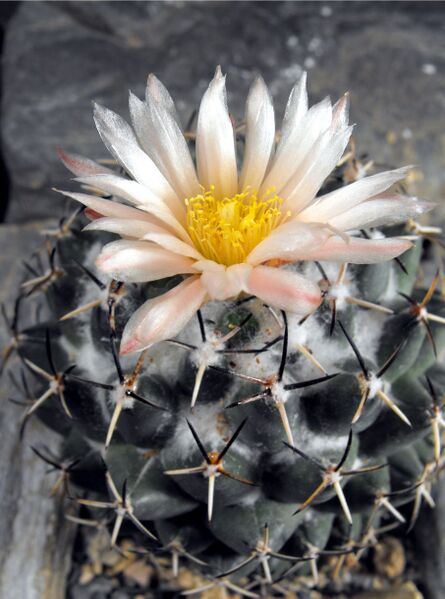 Fájl:Coryphantha maiz-tablasensis-000.jpg