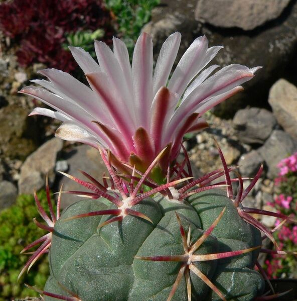 Fájl:Thelocactus hexaedrophorus-2.jpg