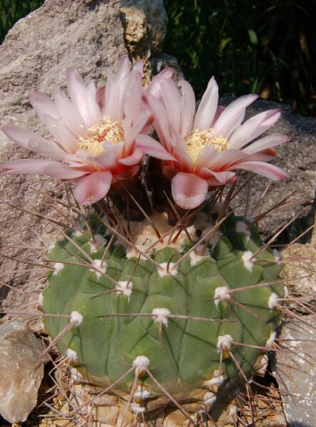 Fájl:Gymnocalycium castellanosii bozsingianumm -000.jpg