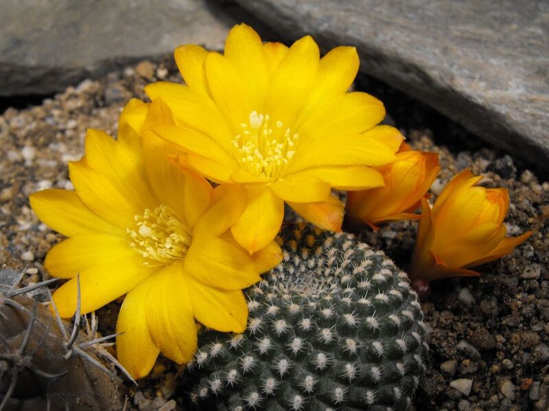 Fájl:Rebutia minuscula krainziana 2-1.jpg