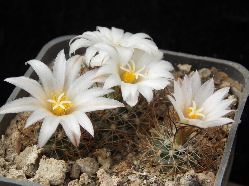 Fájl:Turbinicarpus graminispinus.JCs 01.jpg