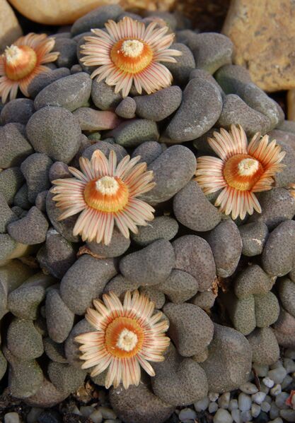 Fájl:Aloinopsis schooneesii.PL 01.jpg