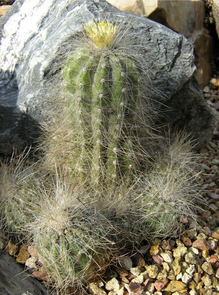 Fájl:Copiapoa krainziana-000.jpg