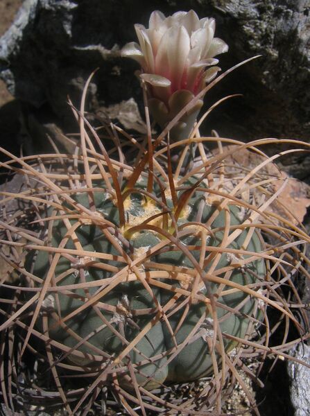 Fájl:Gymnocalycium spegazzinii cardenasianaum01-000.jpg