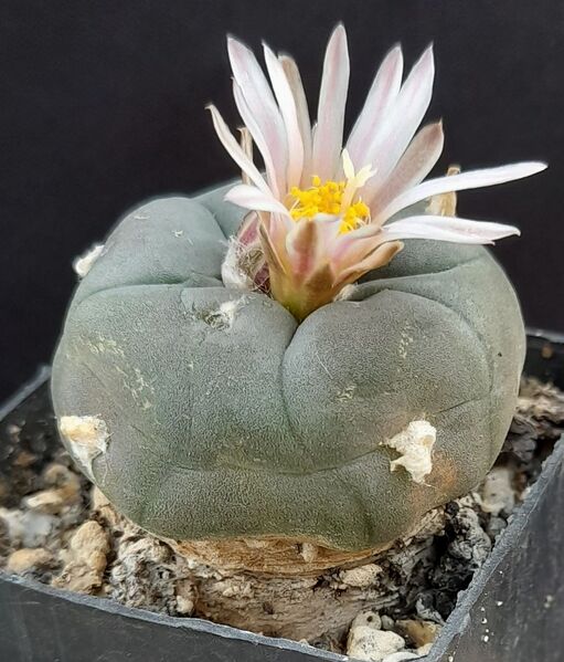 Fájl:Lophophora alberto-vojtechii.JCs-01.jpg