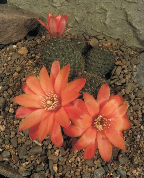 Fájl:Rebutia deminuta tarvitaensis-0.jpg